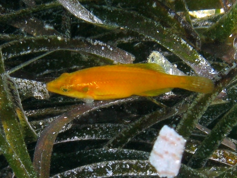 Symphodus ocellatus in livrea arancione ?